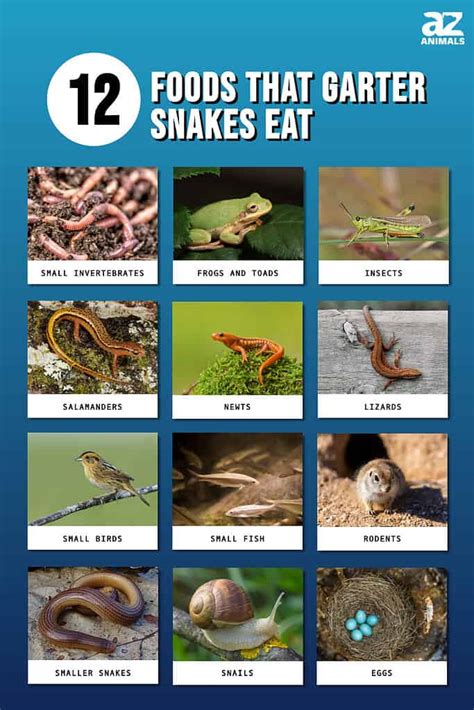 What Do Garter Snakes Eat? 12+ Foods in Their Diet - A-Z Animals