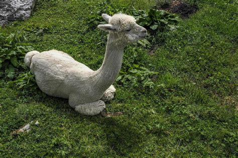 alpaca adorable fluffy portrait relaxing on grass 17313514 Stock Photo at Vecteezy