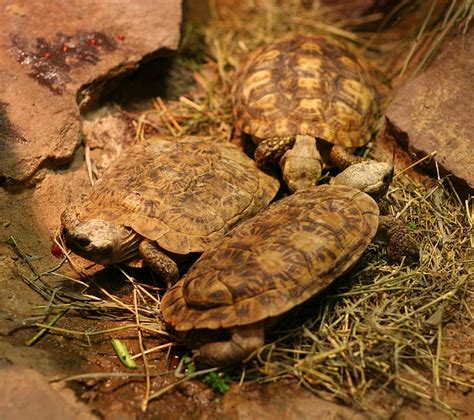 Pancake Tortoise Facts and Pictures