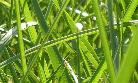 FESTUCA ARUNDINACEA: CARACTERÍSTICAS, USOS, Y VENTAJAS