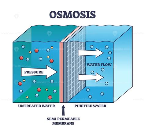 Osmosis process explanation for untreated water purification outline ...