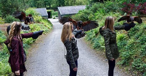 Falconry Experience at Ashford Castle - Templeton Travels