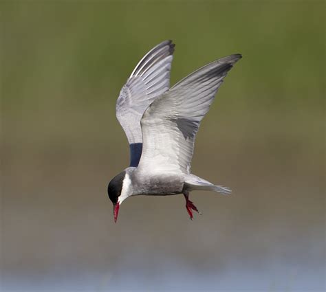 pewit: a few Whiskered Terns