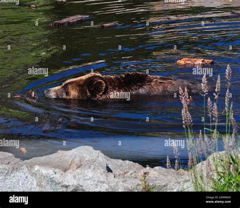 North American brown bear Stock Photo - Alamy