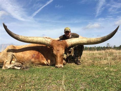 watusi cattle - Google Search | Zoo photos, Cattle, Extinct animals