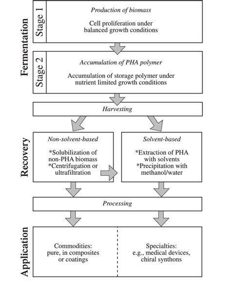 General overview of a PHA production process. All PHA production... | Download Scientific Diagram