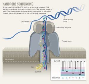 Nanopore sequencing – NXTGNT Ghent University sequencing core facility