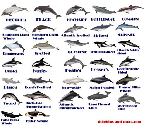 Different types of dolphins | Underwaterworld, Meerestiere, Tiere