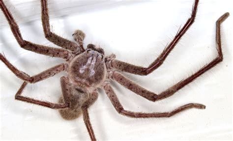 Hidden housemates: Australia’s huge and hairy huntsman spiders ...