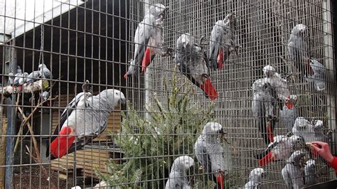 Lincolnshire-Wildlife-Park-Red-Grey-Birds-Parrots | Emma Victoria Stokes