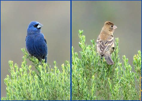 2021/05/16 - Blue grosbeak - 6 photos