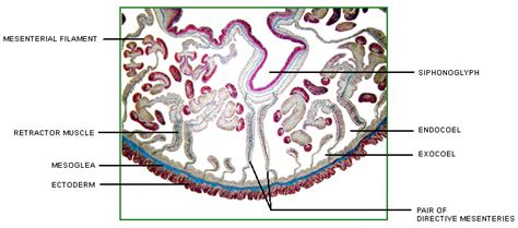 Anthozoa