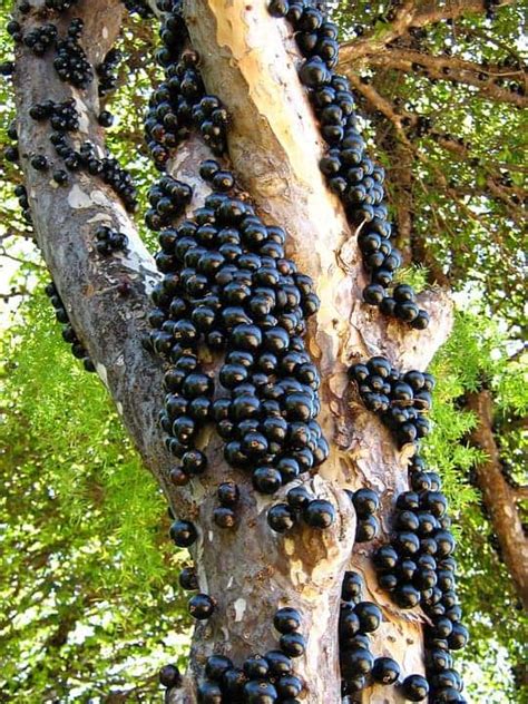 Jabuticaba - the tree with fruits on its trunk