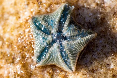 Small Blue Starfish Closeup Stock Photo - Image of reef, decoration: 99593786