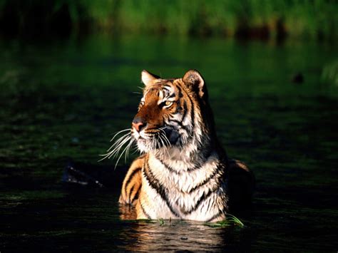 bangladesh-wildlife