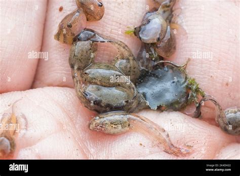 frog reproduction cycle Stock Photo - Alamy