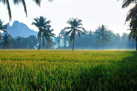 Agriculture Rural Development Challenges in India | Agri Farming