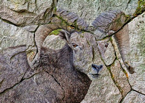 Stone Sheep Photograph by Steve McKinzie