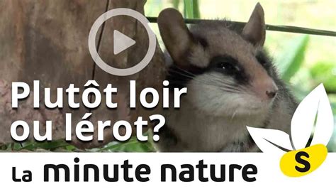 PLUTOT LOIR OU LEROT ? (No 57) - YouTube