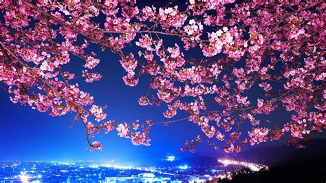 Cherry Blossom Desktop Wallpapers on WallpaperDog