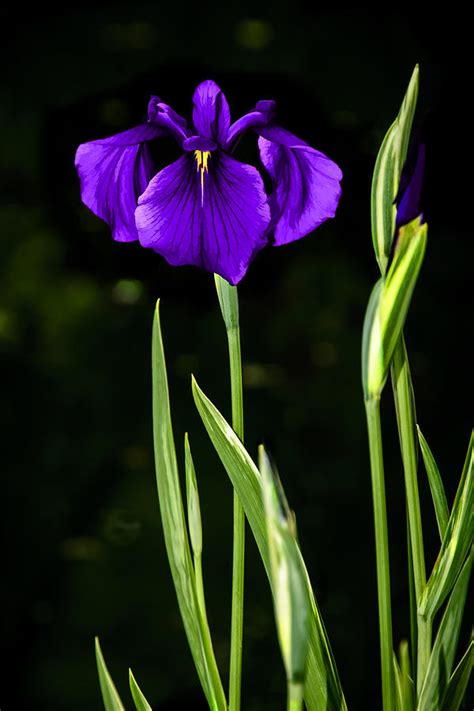 Purple Perfection - Japanese Iris - Painting Photograph by Penny Lisowski