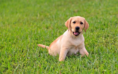 cute labrador - HD Desktop Wallpapers | 4k HD