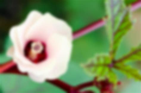 Blur background flower 16735798 Stock Photo at Vecteezy