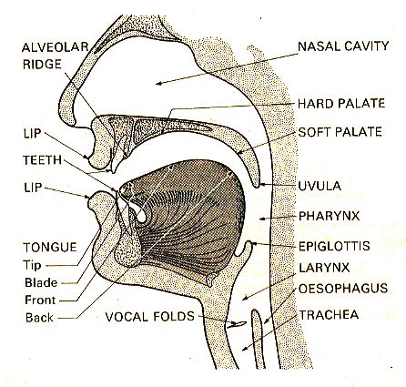 vocal-tract.html