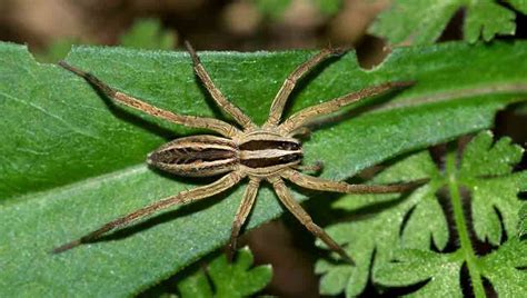 Spiders - NOCO Pest & Wildlife Control