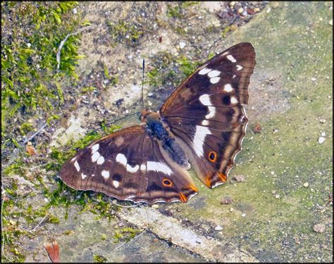 Wild and Wonderful: Purple Emperor Butterfly at Chedworth Roman Villa