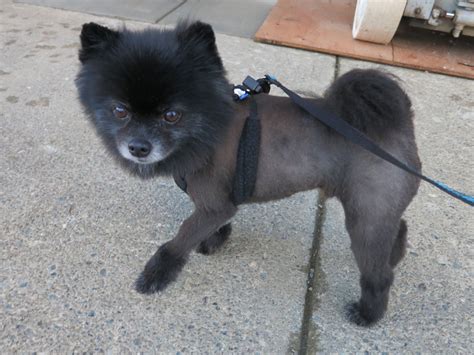 Pomeranian lion cut! - Pomeranians Photo (35735448) - Fanpop