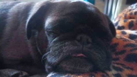 Sleeping pug - YouTube