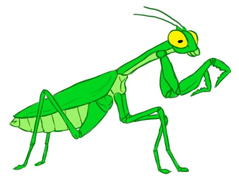 How to Draw a Praying Mantis: 12 Steps (with Pictures) - wikiHow