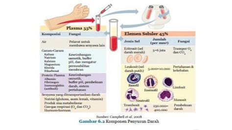 Darah Fungsi Komponen Dan Proses Pembekuan Darah Dunia Biologi - Riset