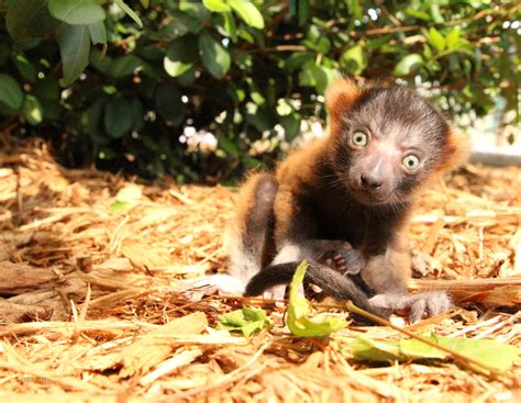 Critically Endangered Red Ruffed Lemur Born - The Lemur Conservation Foundation