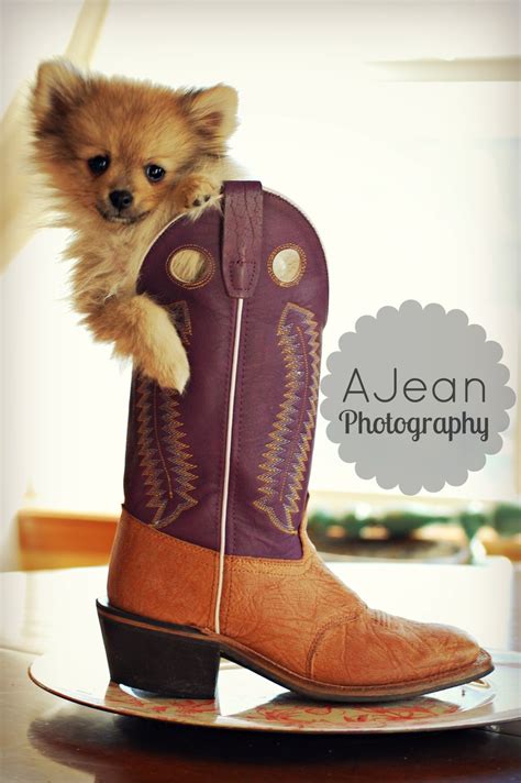 Dog in boots!