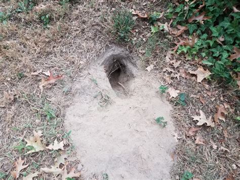 Hole from Digging in Dirt with Grass or Lawn Stock Photo - Image of shallow, hole: 159717538