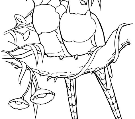 Rainforest Birds Coloring Pages at GetColorings.com | Free printable colorings pages to print ...