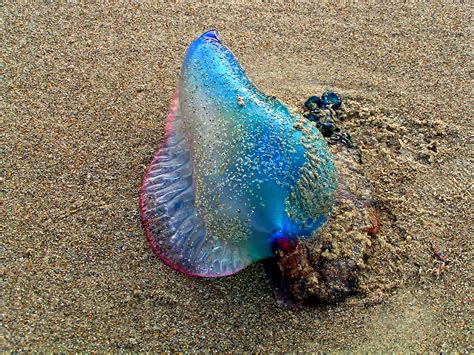 "Man of War Jellyfish" by Garrett Hanson | Redbubble