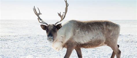 Unveiling the Mystery: Why Both Male and Female Reindeer Grow Antlers ...