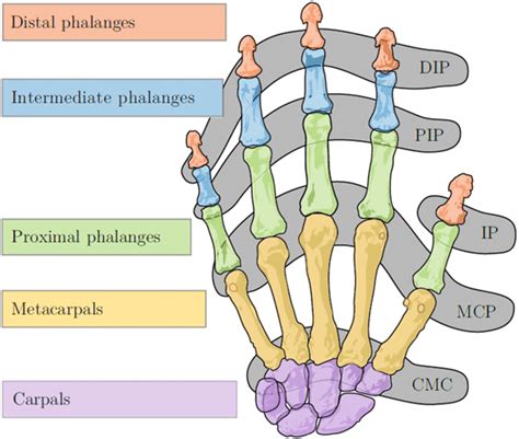 Bones-and-joints-of-the-human-hand-DIP-Distal-Interphalangeal-joint ...