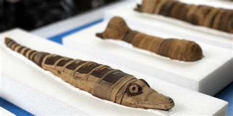 Animal Mummies for Sale in Ancient Egypt - Field Museum