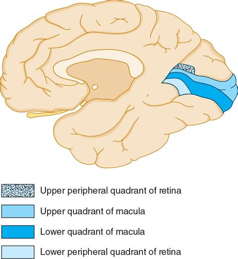 Neuro-Ophthalmic Disorders | Neupsy Key