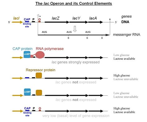 Lac Operon - Definition and Quiz | Biology Dictionary