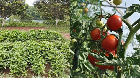 ICAR Unveils Kashi Manu Spinach and Kashi Tapas Tomato Varieties for Enhanced Crop Resilience ...