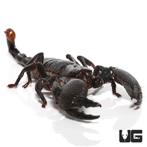 Emperor Scorpion For Sale - Underground Reptiles