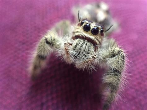 How I ended up with pet jumping spiders – melissa mcewen – Medium