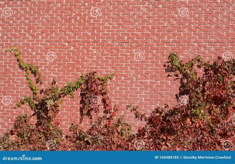 Virginia Creeper Vine on Brick Wall Stock Image - Image of city, suburban: 160488185