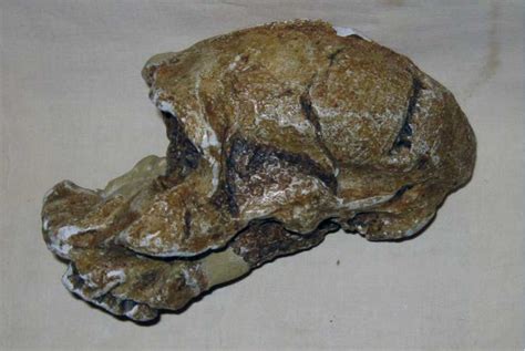 Paranthropus robustus - SK 46 | Fossils, Palaeontology, Paleontology