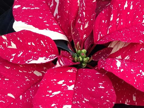 JeffCo Master Gardeners: Put Poinsettias in the Dark for Reblooming by Carol King